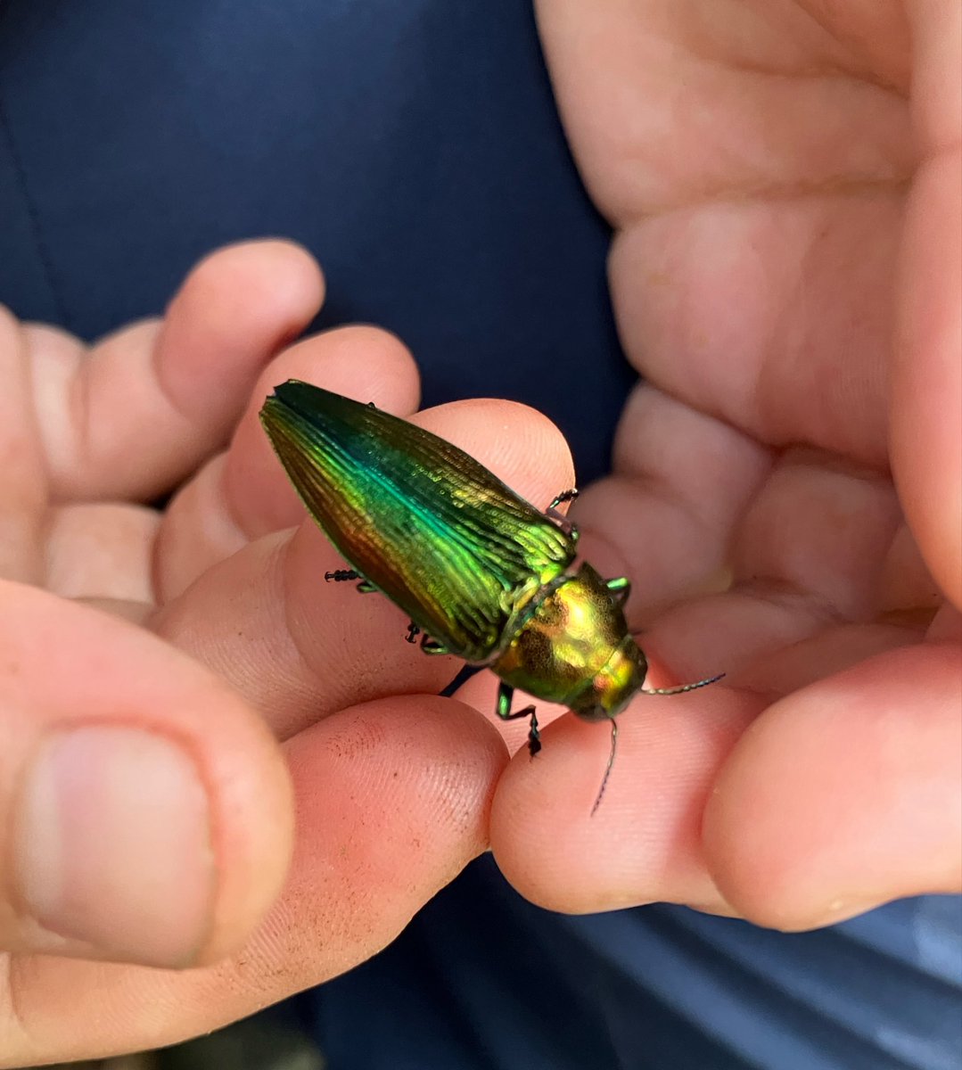 kanata_insect's tweet photo. アオタマムシ採集でした。
2匹採れました！
キラキラしてとてもきれいです。
うれしいです！ https://t.co/y3qg7L0I7K