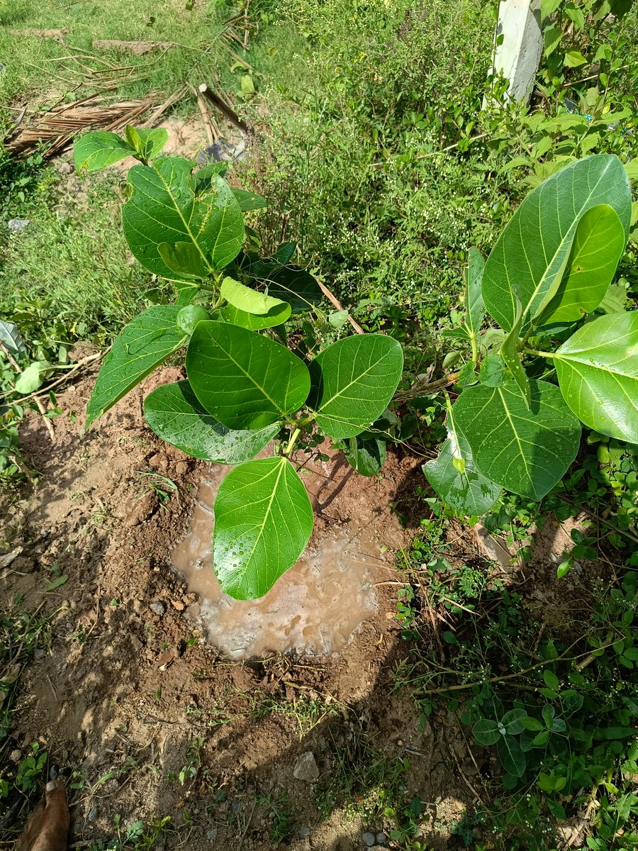 agaram57986972's tweet photo. இன்று ஒரு ஆலமரம் நட்டேன்.. 🌱
என் தலைமுறை கடந்து, பல பறவைகளின்🦩🦜🕊️🐦 வீடாகவும், பல்லாயிரக்கணக்கான உயிர்களின் சுவாசமாகவும் இது மாறப்போகிறது.

எதிர்காலத்திற்கு நான் தரும் ஆகச்சிறந்த சொத்து இதுவே! 🌳✨" https://t.co/WeTBuchgEX