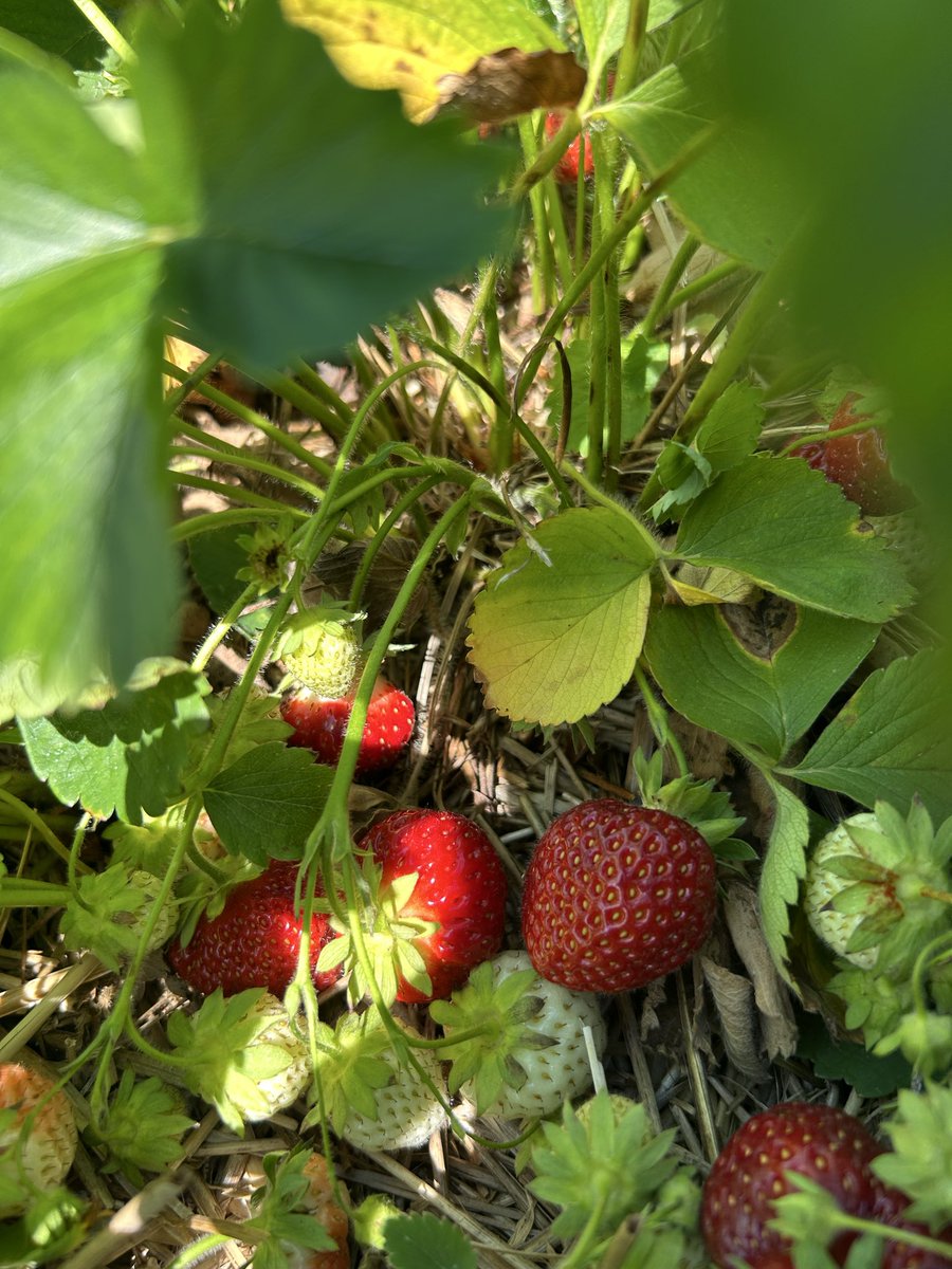 RofaydaYasser's tweet photo. Strawberry picking and memory making with my favorite person 😋🍓🍓 https://t.co/apAWmzPZ8y