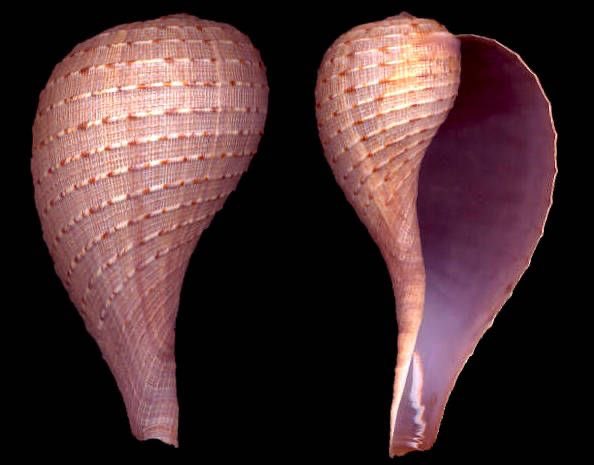 hollycurates's tweet photo. seashells are just incredible p2 https://t.co/zatyggqApv