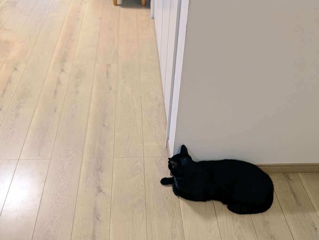 konekowohirotta's tweet photo. 3005日目。
「おそうじだーーーー！！！」と叫びながら、お掃除という名の【クイックルワイパー（短）ぶん回し】をしている5歳妹と3歳弟を、静かに見守る黒猫。
弟妹たちに時々クイックルにワイプされそうになるものの、ニコニコしながらせっせと掃除（？）する様子を静観。元気でなにより。 https://t.co/re3u24Xvj6