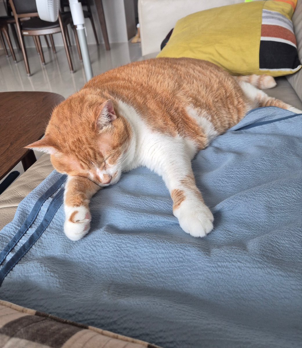 geumdong103's tweet photo. 베개두고서 앞 발에 얼굴 베고 자는거 진짜 너무 귀여움 https://t.co/fuY7H6lX8C