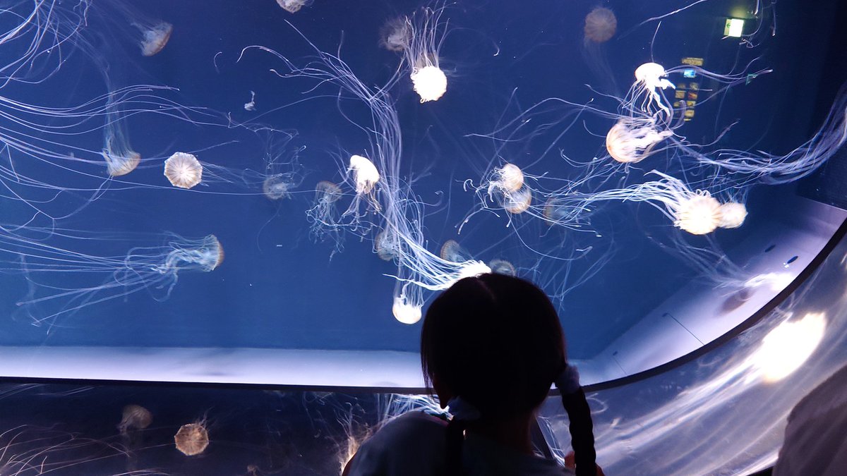sinatiku4164's tweet photo. サンシャイン水族館へ。

娘「アカクラゲじゃなくて"そうめんクラゲ"でいいのにねー」

たしかに。 https://t.co/zwibK7xhNq