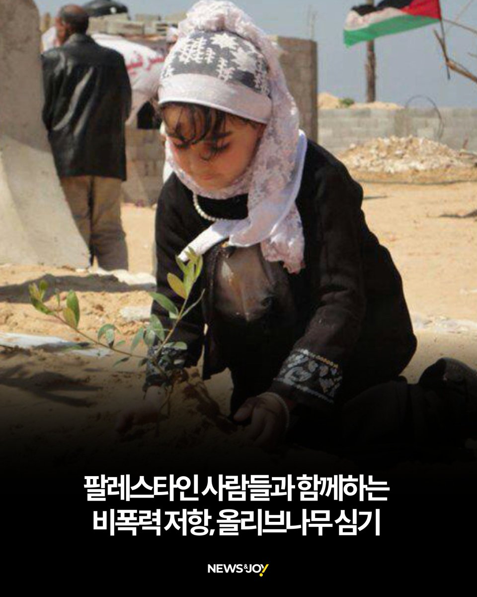 newsnjoy's tweet photo. 이스라엘 군인과 정착민들이 팔레스타인 땅에서 가장 먼저 노리는 것은 사람이 아닌 '나무'입니다. 더 이상 농사를 짓지 못하게 하려고, 수백 년을 자란 올리브나무를 베어 내고 뿌리째 파낸 후 불을 지릅니다. https://t.co/IUBV1wK2zx