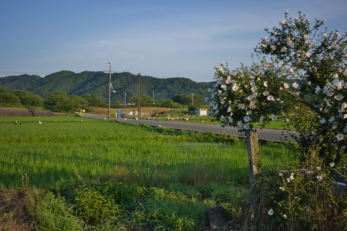 撮影日：2026年7月11日 05:46 今朝土渕(ひじうち)で見かけたコウノトリ