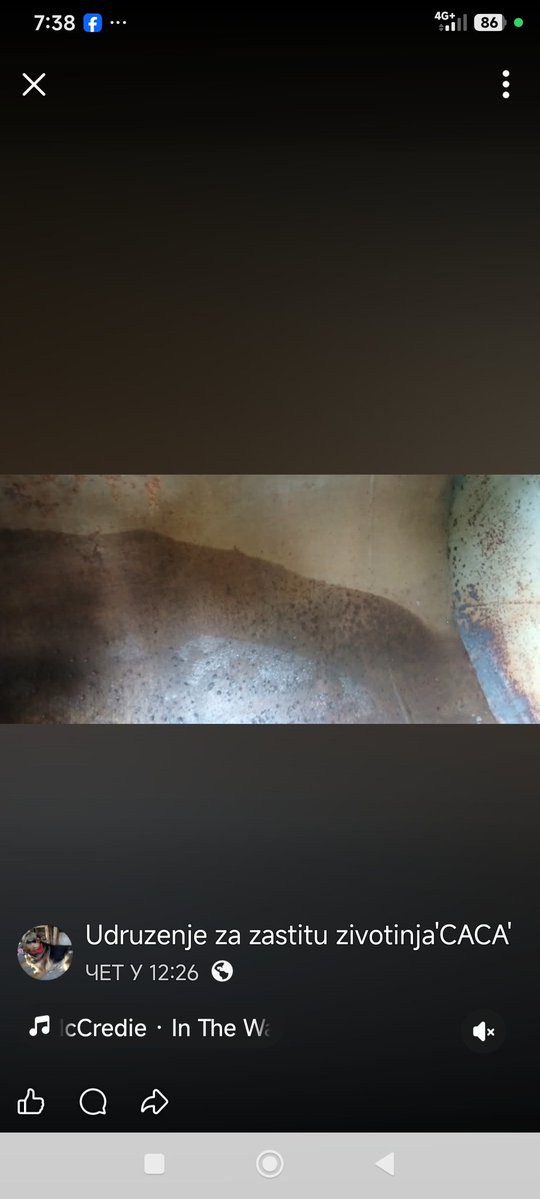 azra2209's tweet photo. Udruženje Caca sa skoro 90 životinja je uvek na ivici opstanka i zavisi od nas pojedinaca. Svaki iznos im znači jer nemaju svoju vodu i struju i snalaženje je jako teško. Hvala za svaku pomoć i uplatu.
Ž.R. Udruženja Caca  200-3090330101851-34 ili paypal udruzenjecaca@gmail.com https://t.co/EWIX9e24S2