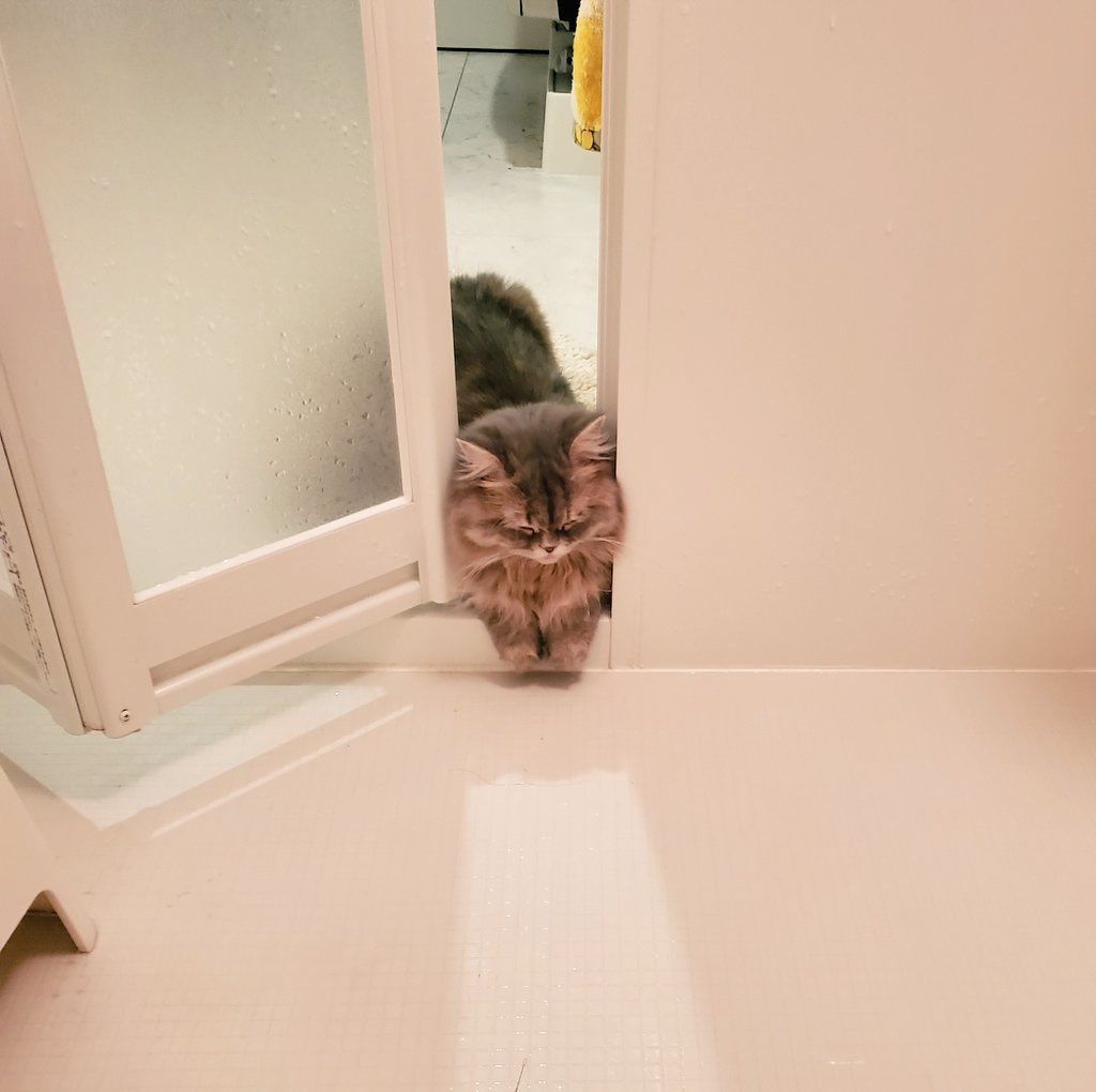 mariemugi2's tweet photo. お風呂を覗きに来たうちの猫が挟まれたまま今寝てる https://t.co/WyEiPUMfzY