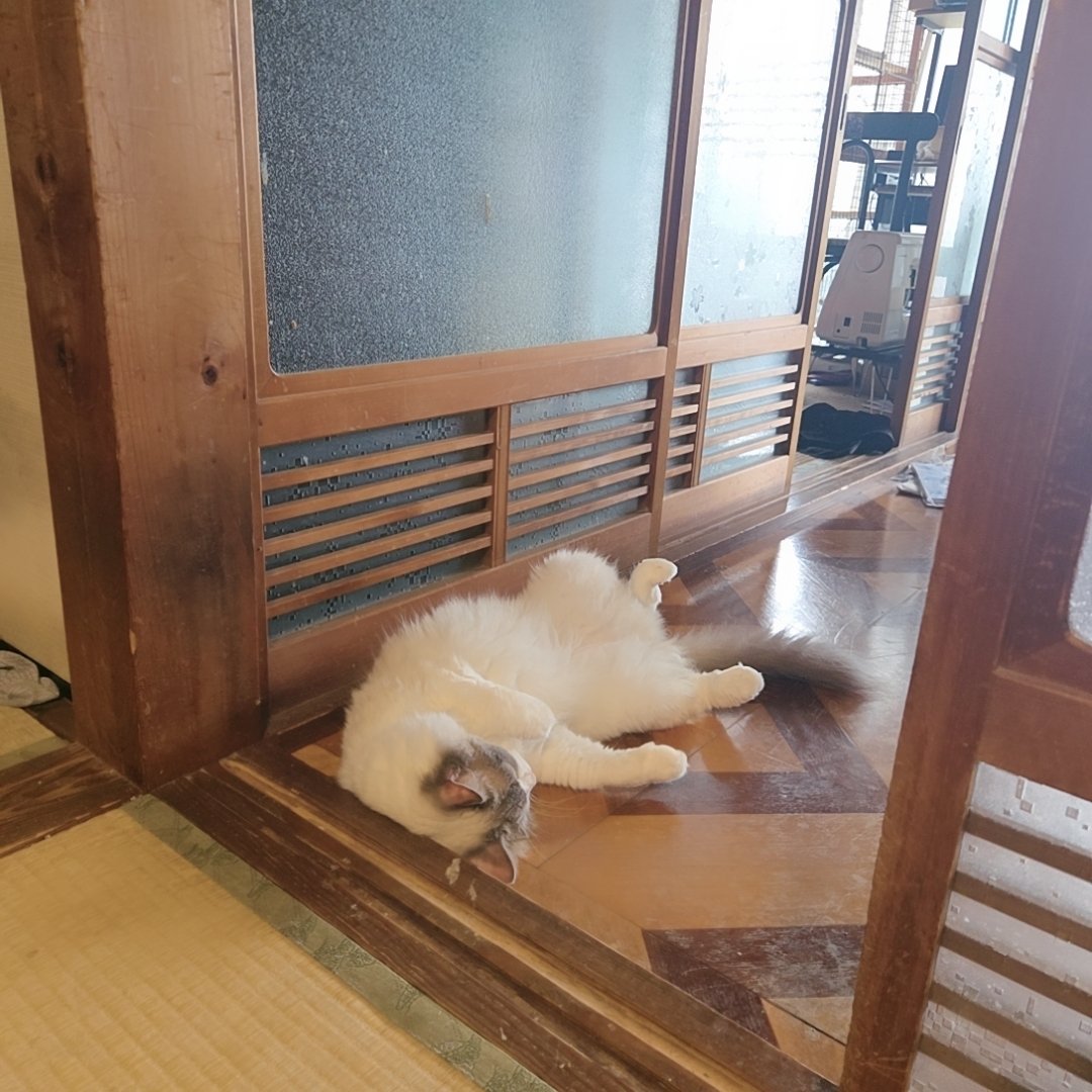 hyouki1's tweet photo. 半年ぶりで楽しみにしてた釣りは荒波で出船中止😭

ここですごいポーズのまま爆睡してるフランたんをご覧ください😴
おっさんか？w

 #ラグドール
 #猫 
 #猫のいる暮らし https://t.co/TYlzFvVK8O