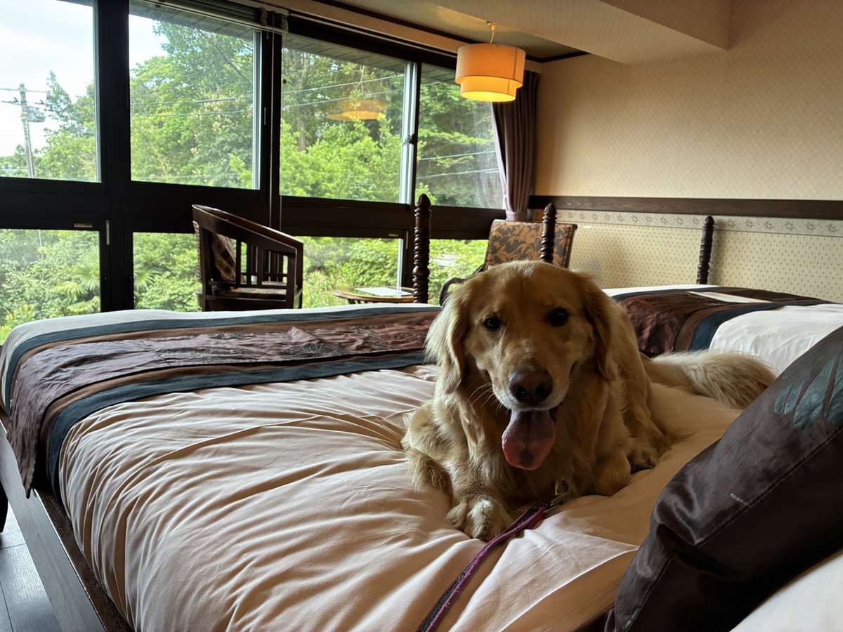 bnb4598's tweet photo. ホテルに着いた。大はしゃぎ🐶 https://t.co/6vIjVNroAh