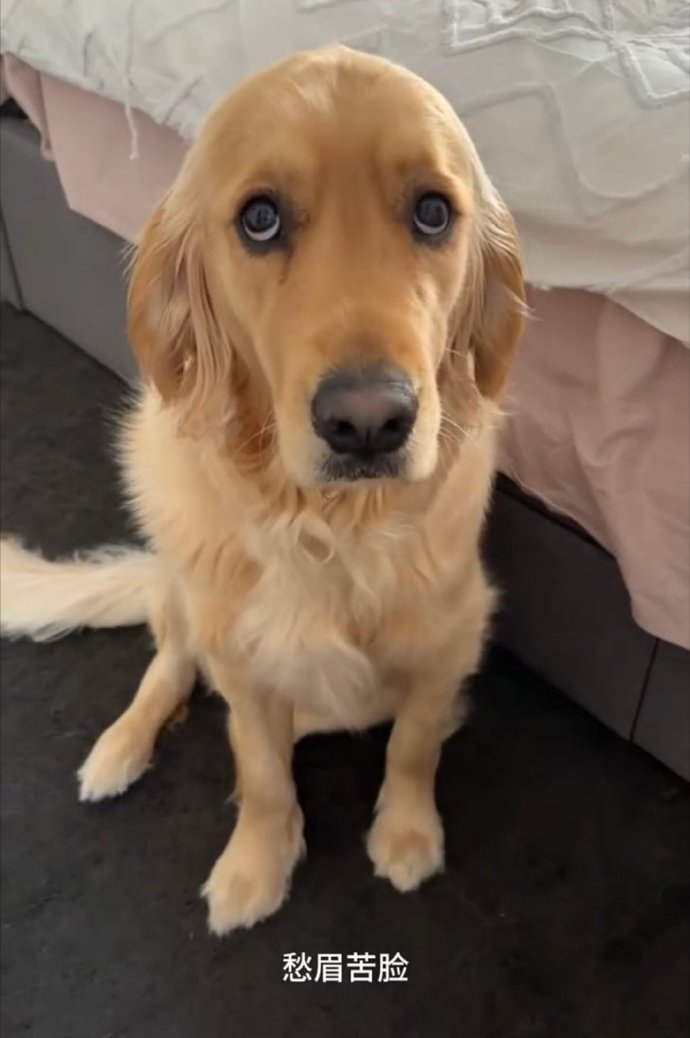 Dismen's tweet photo. My little pup just hit his 6-month milestone—he went from a snuggly peanut to a zooming, toy-hoarding chaos gremlin and I wouldn’t have it any other way https://t.co/xfBE9BhbxS