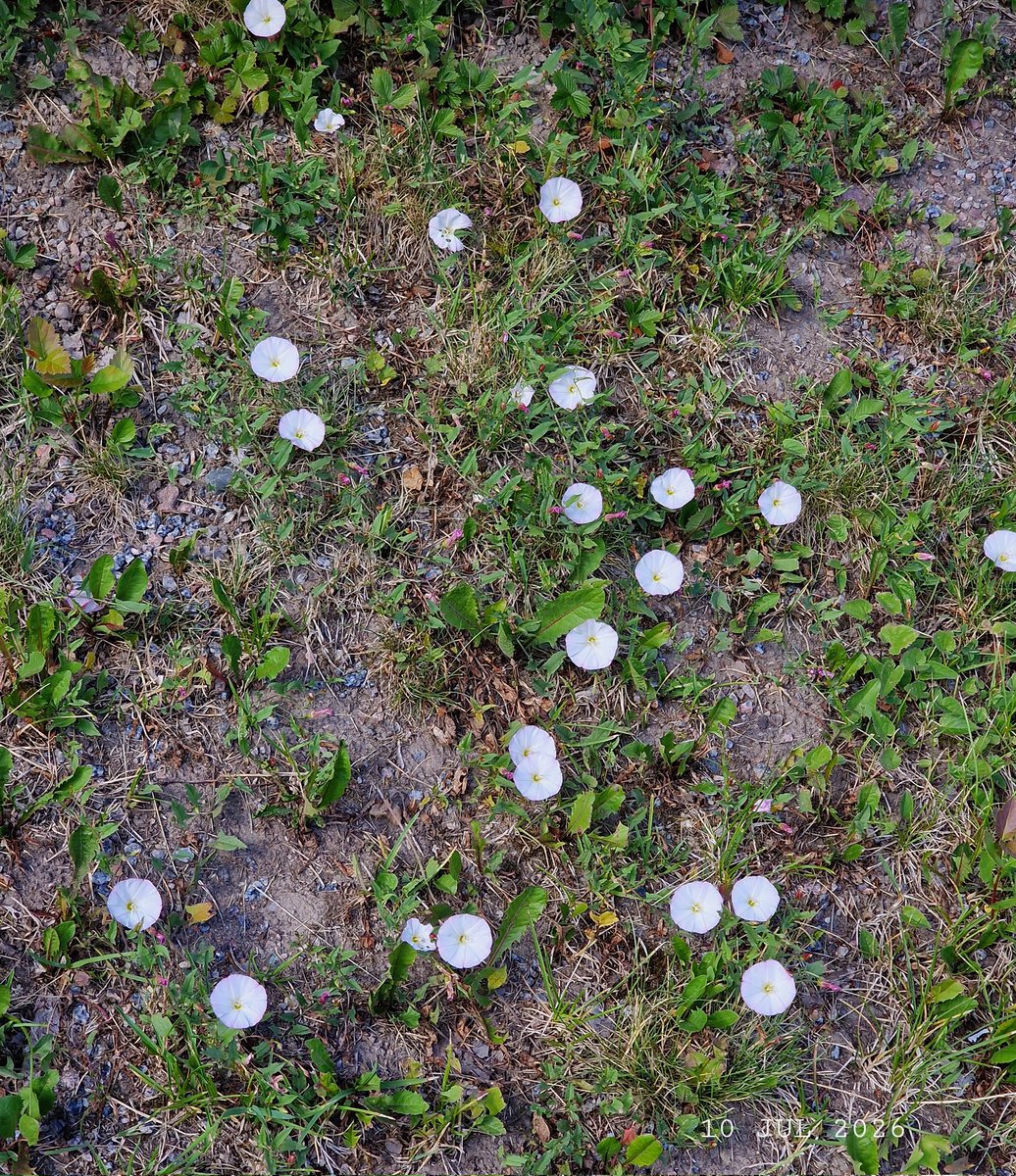 IDadzkov's tweet photo. Field bindweed. Åkervinda. Вьюнок полевой.
#nature #flowers #FieldBindweed #weed #åkervinda #FlowersPhoto https://t.co/wxoGMjezcC