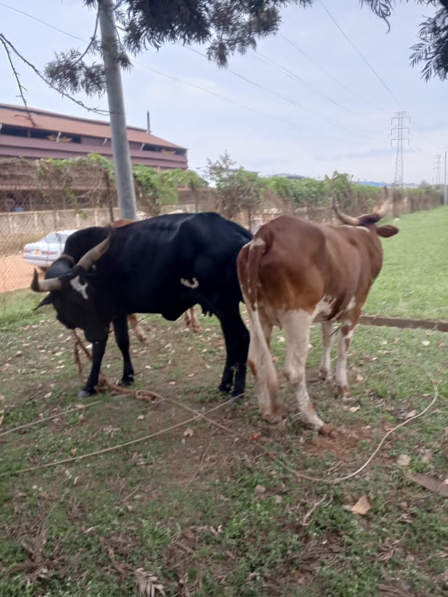 katwiireMolly's tweet photo. @Lukowoyesigyire "Kampala Metropolitan Police is holding three cows believed to have been stolen from an area suspected to be in Ssemuto, Nakaseke District, following an intelligence-led operation conducted in Masajja, Makindye Ssabagabo Municipality, Wakiso District.@mkituuma https://t.co/Q38tQBXdeE