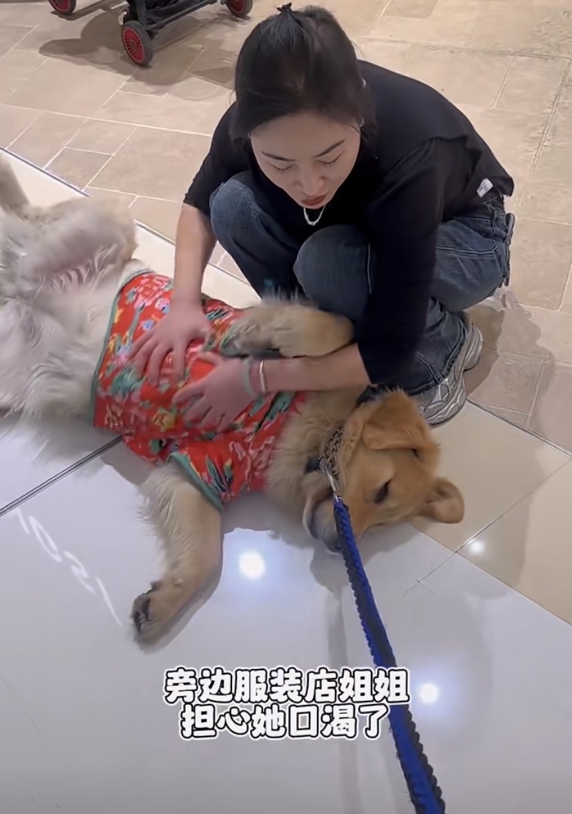 Anikilein's tweet photo. Nothing beats coming home to a wagging tail waiting for you  Pet love = the best mood booster ever! https://t.co/YbNPMktuUB