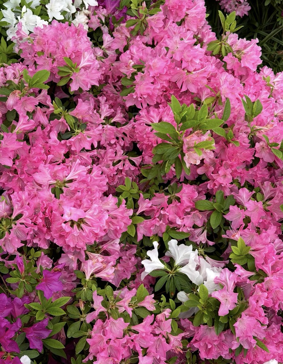 bianca_6543's tweet photo. pink azaleas
richly design the garden
sights consume my mind
Whenever I see flowers, I can't help taking photos.
This is a little treat for you.
Hope you have a relaxing weekend!
#scifaiku #DESIGN
#WriteMap 535 #CONSUME https://t.co/mmuCaBQg1G