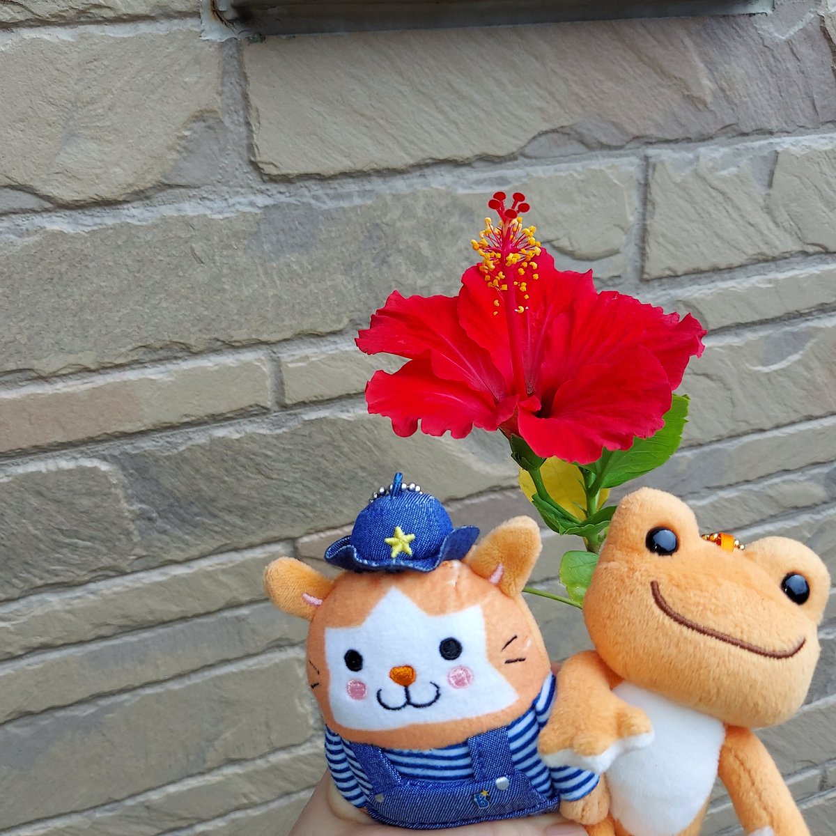594chan's tweet photo. 今シーズン初めて咲きました🎵

秋、冬､雪の降る季節は玄関の中に入れて寒さから守り、GW後に外に出して、ようやく🌺咲きました✨

夏だ～😆 https://t.co/hR1MQPpAB2