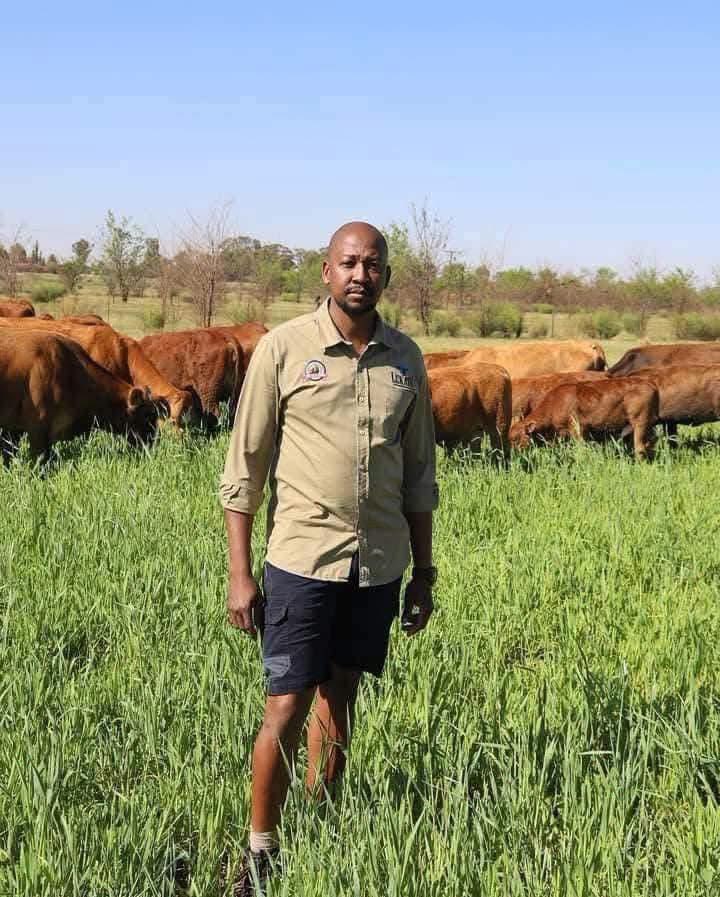 RealKoenaza's tweet photo. FROM MEDICAL DOCTOR TO SUCCESSFUL COMMERCIAL FARMER 

Meet Dr Obakeng Mfikwe a qualified medical doctor who quit his job in 2010 as medical doctor to establish a successful commercial mixed farming operations. He is the founder of KMF Farm Holdings and also the founder of Lekatu Simbras & Simmentalers. 

He bought his first Simbra cows in 2009, and in 2011 he grown them 160 simbra cows. He manages 5 farms with over 2800 hectares across North West and Gauteng provinces, specializing in livestock and crop production. 

His farms include a 170 000 broiler unit, 350 cattle(simbra & simmentaler) and 200ha maize production. He also owns a meat processing company in his farm and he has created an employment for hundreds of people.