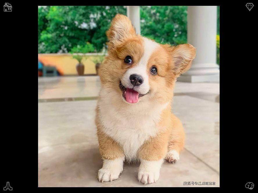 temptation_RK's tweet photo. Birthday Cleaning The holiday is joyful. I throw the ball, and he chases it with fast-moving legs and ears flopping in the wind. He catches it mid-air, trots back to drop it at my feet, and waits for another throw with his tongue hanging out. https://t.co/wpHFC6E0xg