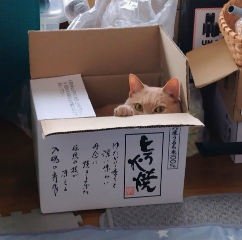 karama2_'s tweet photo. 入っていました(ΦωΦ) https://t.co/E9AYDdcIIh