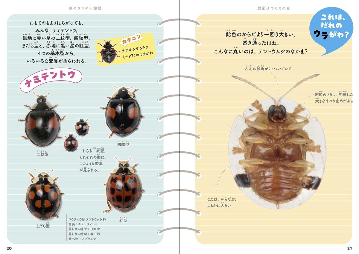 本日の気になる入荷＞④『虫のウラがわ図鑑』安田守、高岡昌江 虫の