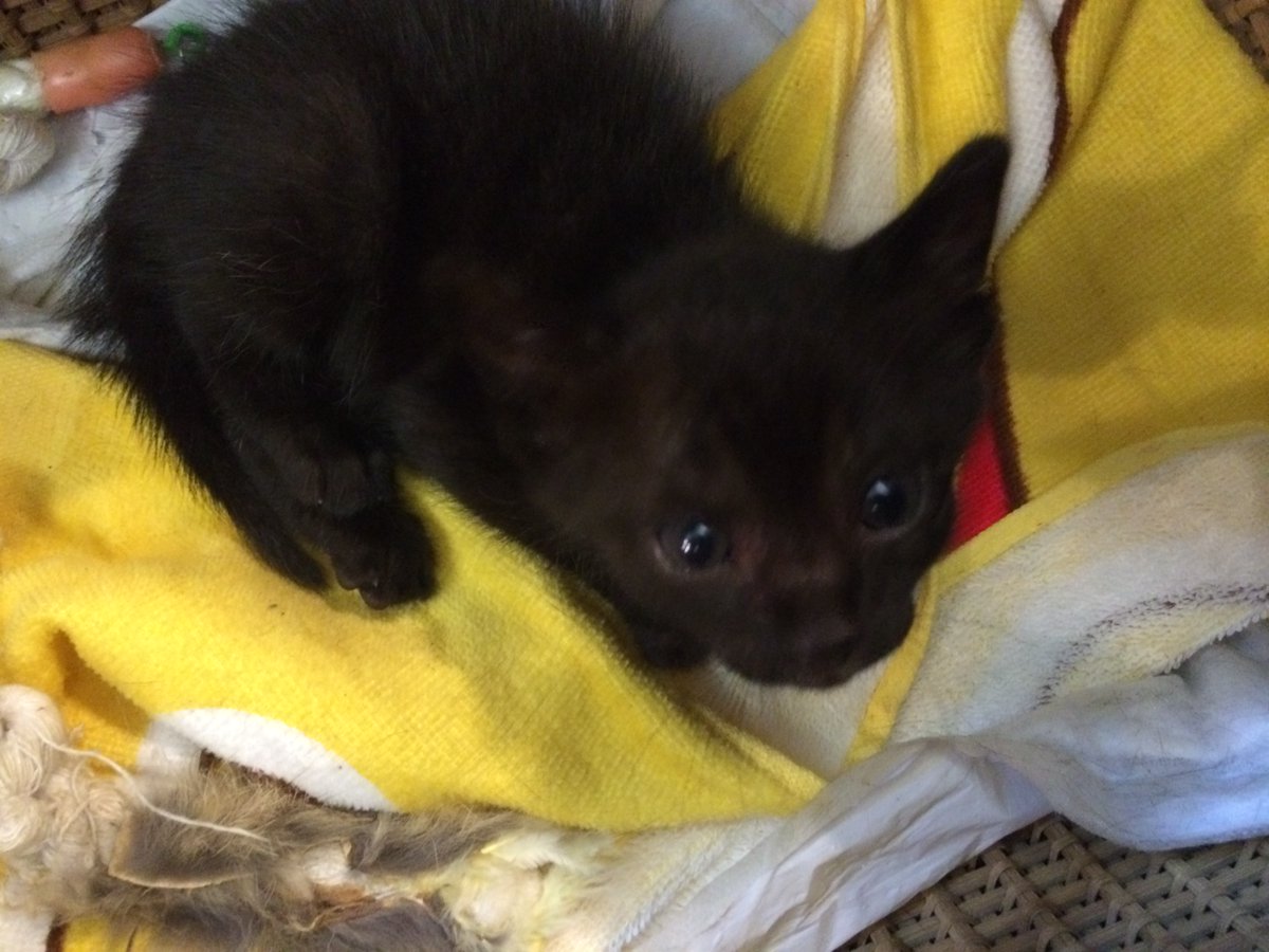 kissyouji_kaito's tweet photo. クロ美さんがウチに来て
今日で十二年になります。
カラスに攫われて声も出ないほど
怯えて弱っていましたが、すぐ元気に。
ずっと元気でいてくださいね🐈⬛
#黒猫 #猫好きさんとつながりたい #猫のいる暮らし #猫のいる幸せ #猫 #blackcat #blackcatsrock #cats #cat #instapet #catstagram #instacat https://t.co/hvU7TpxpWh