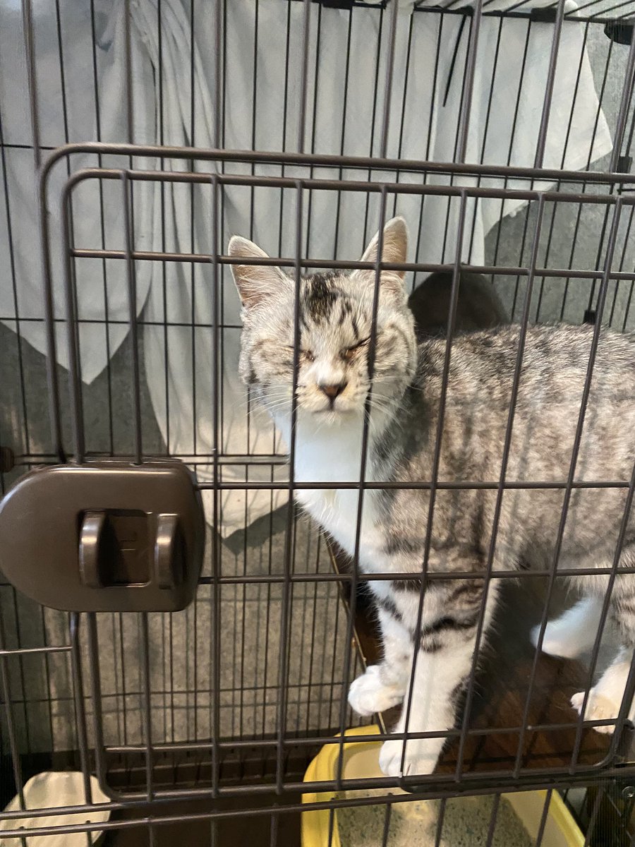 hogonekoroom's tweet photo. 18頭多頭飼育崩壊から来たこの子
まだ1歳の女の子（サバ白）
と7歳の黒猫
とにかくどっちも小さくてカワイイ〜
1歳の方はずっと撫でて欲しくてサイレントニャー https://t.co/tUlh8Mp3Fl