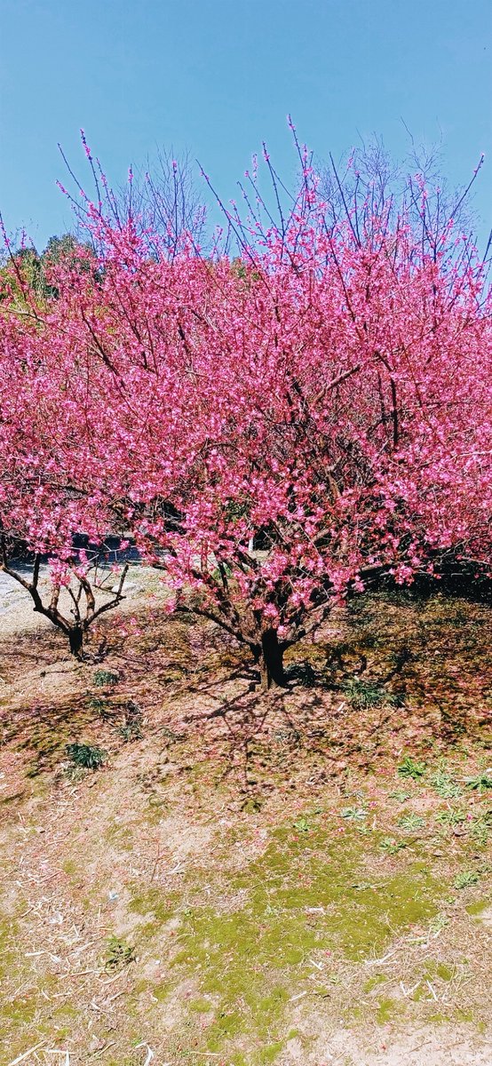 irishscott13's tweet photo. Spring breeze just blew in with cherry blossoms floating . Everything feels fresh and warm now!， https://t.co/945wN3BHzt
