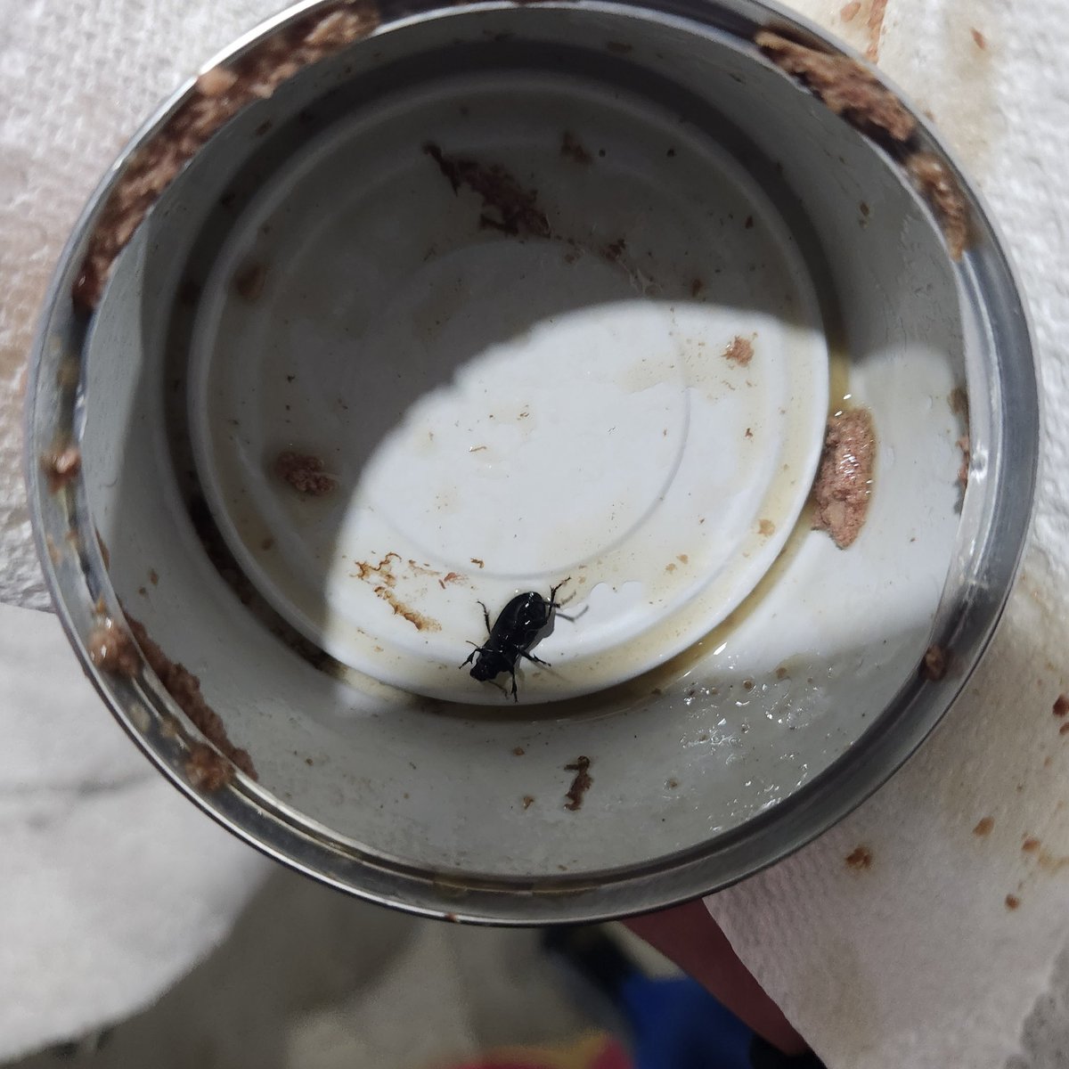 Braeciderpaws's tweet photo. @Purina you have some serious fucking explaining to do, this just came out of one of your canned cat foods that I was about to serve my two cats https://t.co/EGBhyQ5kgA