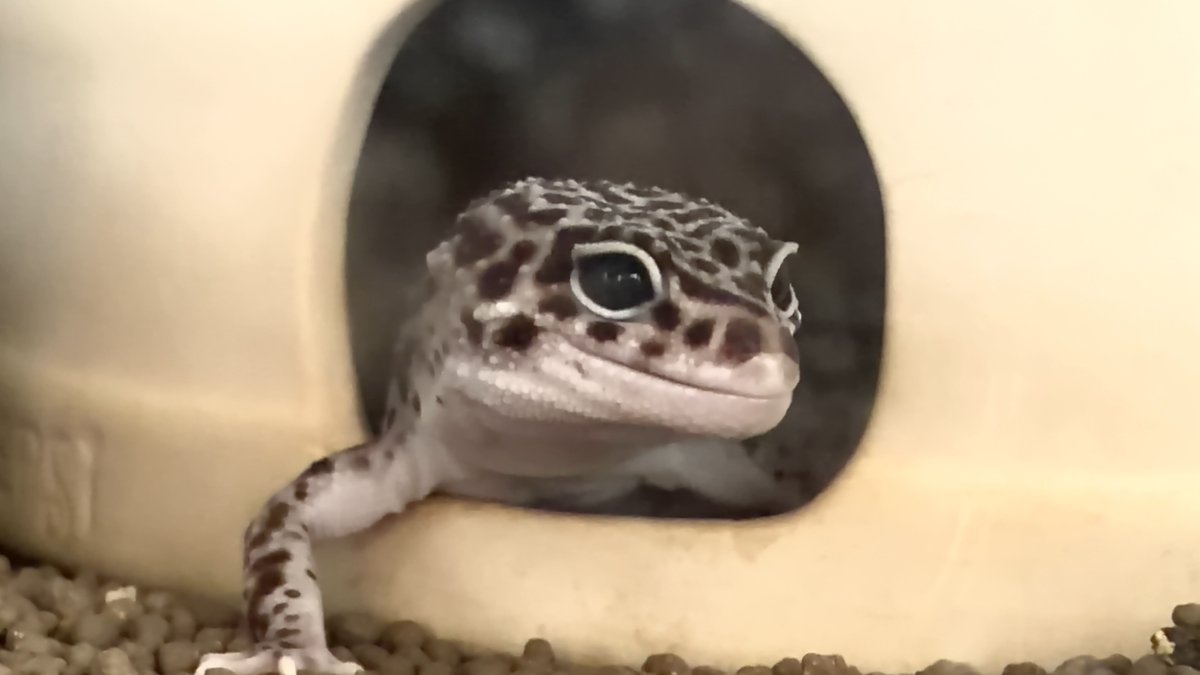 REptile_jangle's tweet photo. スーパーマックスノーのきらちゃん🦎🤍✨
今日も可愛くて癒やしをありがとう🥰💕 このつぶらな瞳を見るだけで疲れも吹き飛ぶ〜☺️🍀
毎日の小さな癒やし、大切な存在です✨ https://t.co/0H44oM3noa