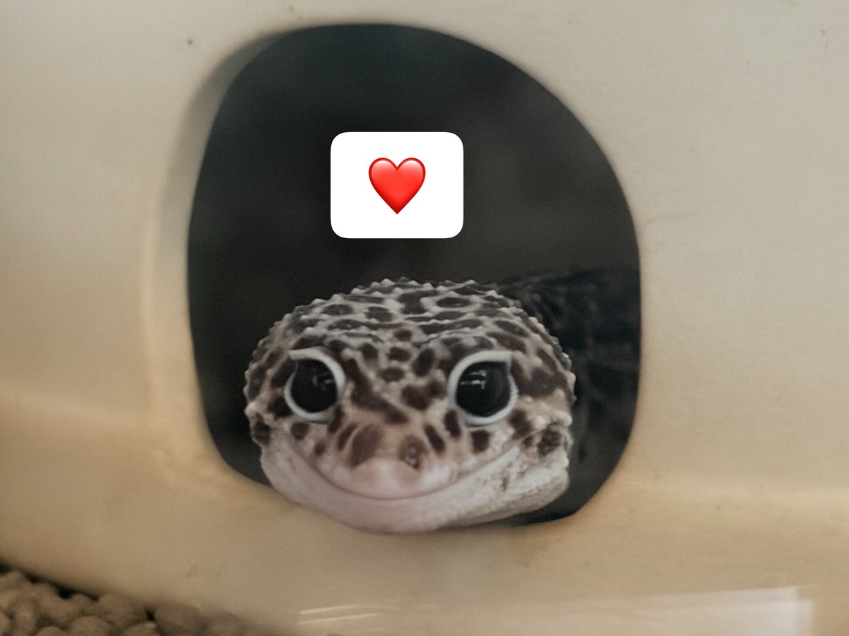 REptile_jangle's tweet photo. スーパーマックスノーのきらちゃん🦎🤍✨
今日も可愛くて癒やしをありがとう🥰💕 このつぶらな瞳を見るだけで疲れも吹き飛ぶ〜☺️🍀
毎日の小さな癒やし、大切な存在です✨ https://t.co/0H44oM3noa