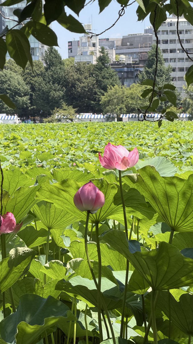 hachiware_sa's tweet photo. 夏祭りの季節 https://t.co/11yh9Zu4Jp