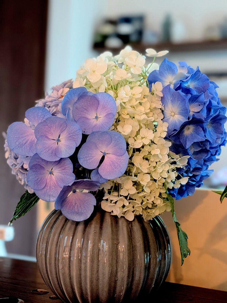 petitys's tweet photo. 紫陽花を切り花にしてみた
裏←→表 https://t.co/Fi4djieFOI