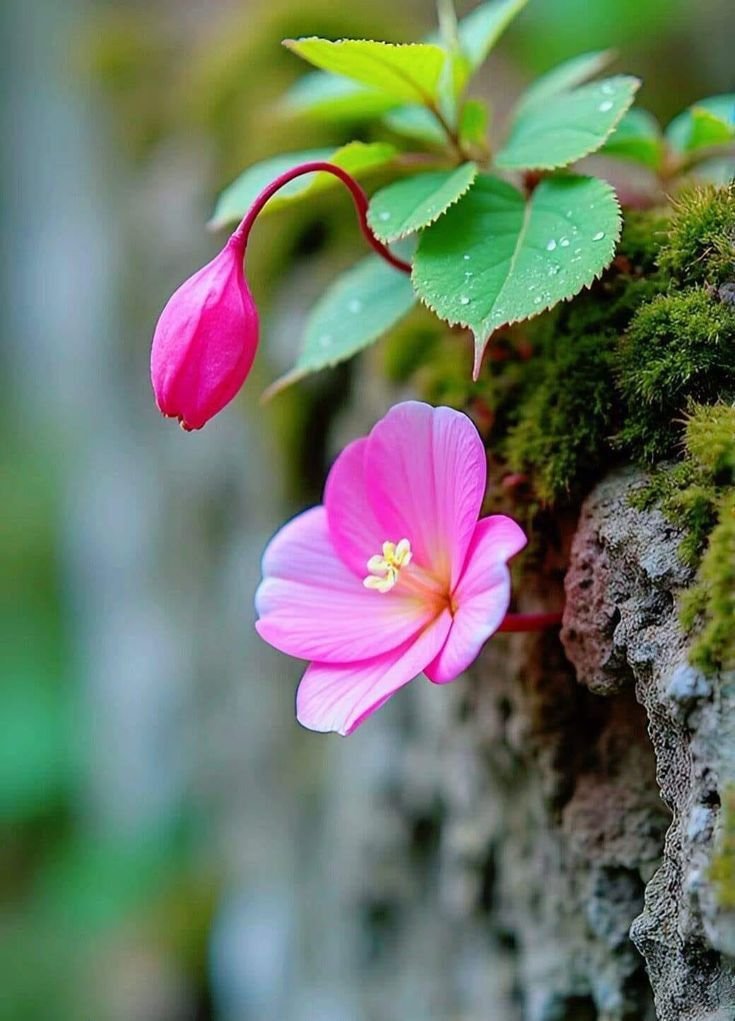Nature Verse 🍀 tweet media