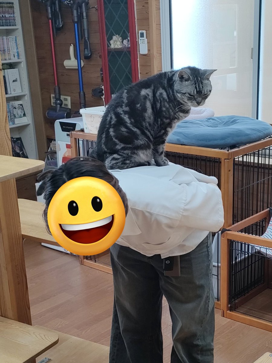 catcafe_chigura's tweet photo. また×5 乗っかってました😭
#新潟　#猫　#猫カフェ https://t.co/otXKXNe0uF