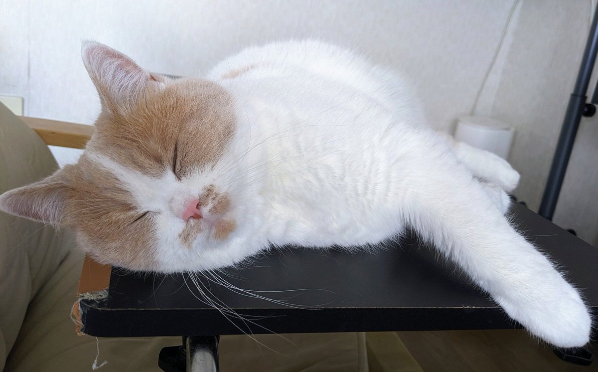 T21Yuki's tweet photo. 🐱ねんね😴
病院頑張ったでしゅ

今日、主治医にステロイドの相談をしました

出来れば、吸入が呼吸器だけに効くから1番良いです
1日1~2回で、徐々に日にちを空けて行く感じです
試しにやってもらったけど、元々呼吸浅くて速めなので、吸ってるか分からない？と言われ🤔
（家でできるかどうか？😅） https://t.co/GcKm3UrfOA