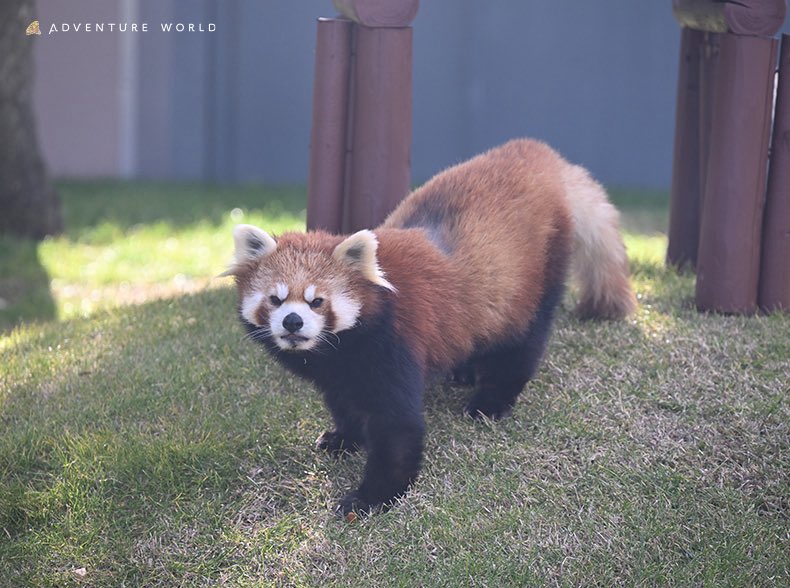 aws_official's tweet photo. 【レッサーパンダ「雲雲（ユンユン）」の赤ちゃんについてのお知らせ】

　妊娠が確定していたレッサーパンダ「雲雲（ユンユン）」のお腹の中で育っていた赤ちゃんについて、残念ながら死産を確認しましたのでお知らせいたします。

　アドベンチャーワールドでは約8年ぶりとなるレッサーパンダの新たないのちの誕生に向けて、スタッフ一同慎重に見守ってまいりました。しかし、数日前のエコー検査において胎児の心拍が確認できず、懸命に様子を見守り続けておりましたが、7/8（水）に死産が確認されました。 
　現在は、「雲雲」の健康状態に問題はなく、落ち着いて過ごしております。今後は「雲雲」自身の体調回復を第一に考え、引き続き細心のケアを行ってまいります。

　９歳での初妊娠という国内最高齢での事例に対し、これまで多くの皆様からSNSなどを通じて温かいエールをいただいておりました。皆様と一緒に新しいいのちの誕生を迎えることは叶いませんでしたが、「雲雲」は今日まで、お腹の赤ちゃんを懸命に育んでくれました。 
　これまで愛情深く見守り、応援してくださったすべての皆様に、心より深く感謝申し上げます。