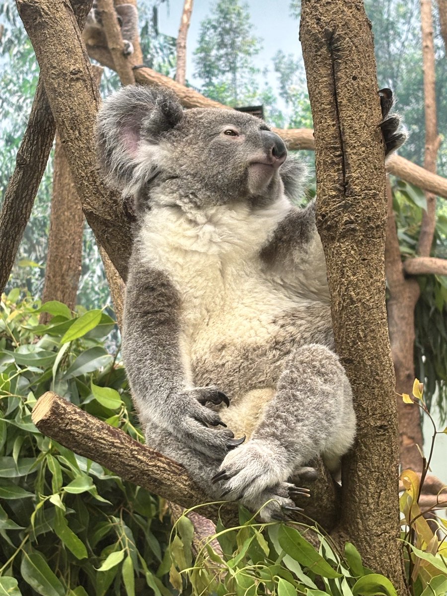 haruki055's tweet photo. 🐨実は初めて見た😁 https://t.co/pOZjs6Zo1G