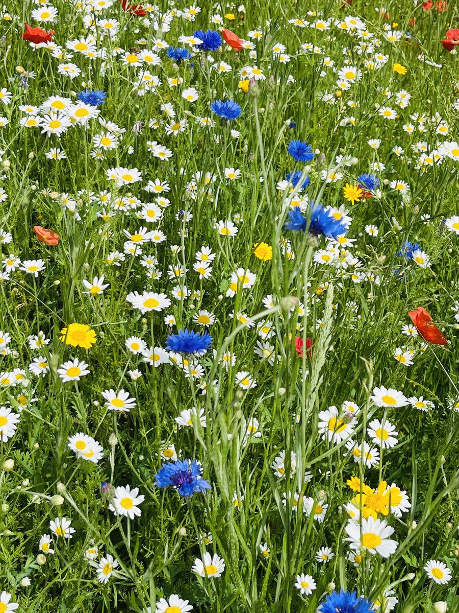 helen_brammeld's tweet photo. Happy Saturday! A pretty mix from @TrenthamEstate 💙🤍💛 Have a lovely day 😊 https://t.co/M6jMWjCbPQ