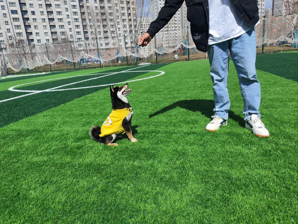Csabune's tweet photo. 1 month vs 1 year  My tiny pup who fit in my palm now bounces like a little kangaroo! Love watching this little grow right by my side https://t.co/bBu2DzhHt4