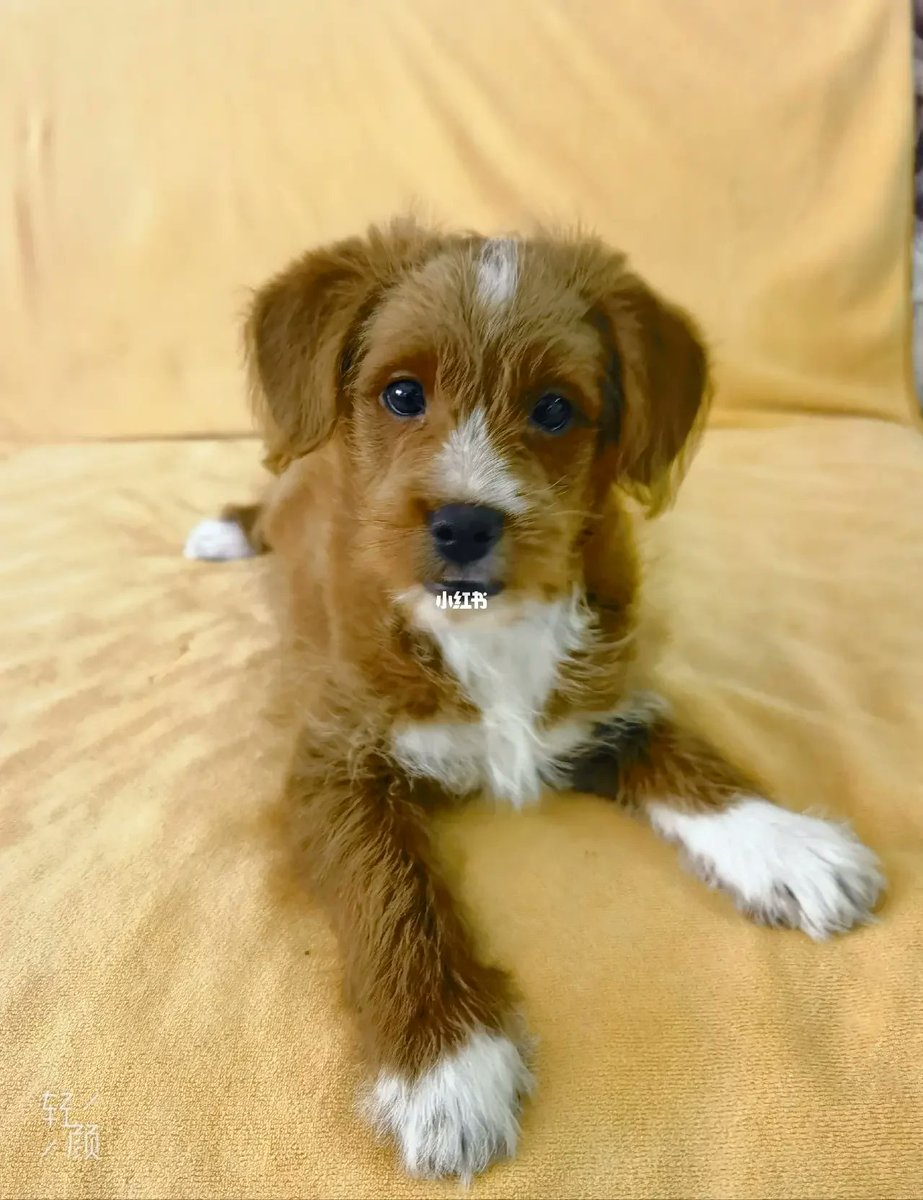 Eyleen87's tweet photo. My pup just hit his 6-month milestone—from a tiny wobbling ball of fluff to a zooming, treat-crazy explorer, every growth spurt melts my heart! https://t.co/lDssfK83aK