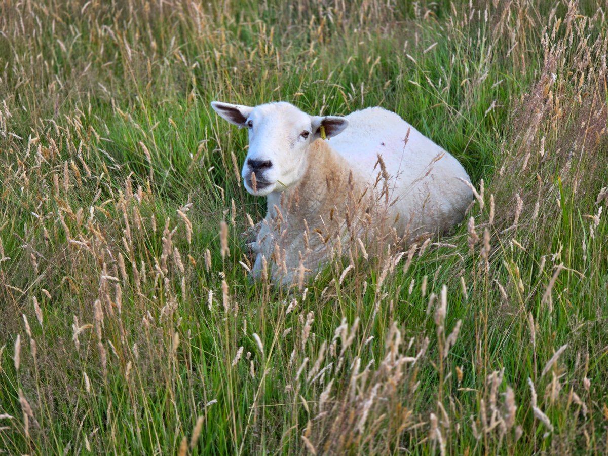 WPSSanctuary's tweet photo. Feather relaxing in the long grass. It was a nice cool, shady spot on another roasting hot day βοΈπ₯΅
#animalsanctuary #sheep365 #nonprofit #amazonwishlist #animallovers #foreverhome #adoptasheep
https://t.co/2mryl593Xf https://t.co/MwaMFqzpUf