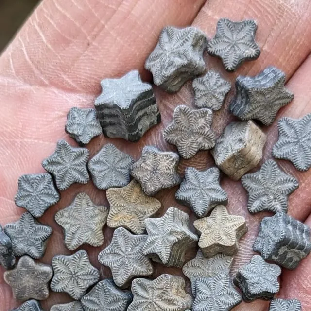 Rainmaker1973's tweet photo. Tiny little stone stars from an ancient sea floor. 

These are star shaped crinoid columnals, the fossilized stem pieces of sea lilies that lived hundreds of millions of years ago. https://t.co/gfQhwLCUHV
