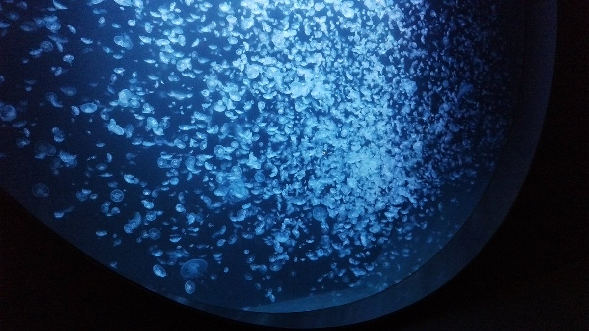 takemitaka85111's tweet photo. とある海辺の水族館🪼🐠in山形

『東北エプソンアクアリウム
　かもすい』
鶴岡市立加茂水族館

今年4月にリニューアルオープン
したこちら🐟️

土��日でめっちゃ
混んでたー🧑‍🤝‍🧑👭

かもすいって名前に
変わったみたい

クラゲ館も
パワーアップ🆙✨

#鶴岡市
#かもすい
#加茂水族館 https://t.co/REJNAhryk1