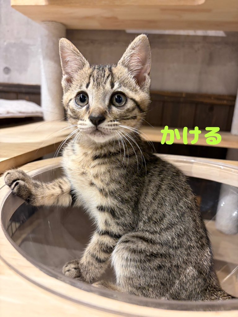 neu_neco's tweet photo. 新ニャンのお知らせ📢
かけるくん&amp;だいすけくん
とってもソックリな兄弟です✨
推定３ヶ月でまだまだ育ち盛り💨
子猫ちゃんですが既にお膝でゆっくりする良さを知っているようですっかりお膝猫さんです☺️
たくさん遊んであげてね〜❗️ https://t.co/FqH243ldhd