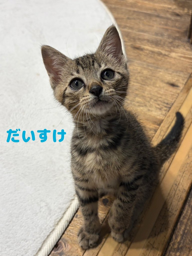 neu_neco's tweet photo. 新ニャンのお知らせ📢
かけるくん&amp;だいすけくん
とってもソックリな兄弟です✨
推定３ヶ月でまだまだ育ち盛り💨
子猫ちゃんですが既にお膝でゆっくりする良さを知っているようですっかりお膝猫さんです☺️
たくさん遊んであげてね〜❗️ https://t.co/FqH243ldhd