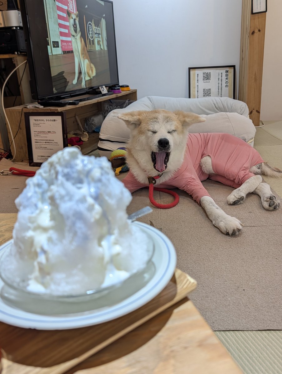 akitainusuki's tweet photo. 今日の ののちゃん🐶
と
青富士かき氷🍧

神田小川町 夜カフェ 優美堂
秋田犬のの 御茶ノ水 神保町 https://t.co/Lmlb0upEKz