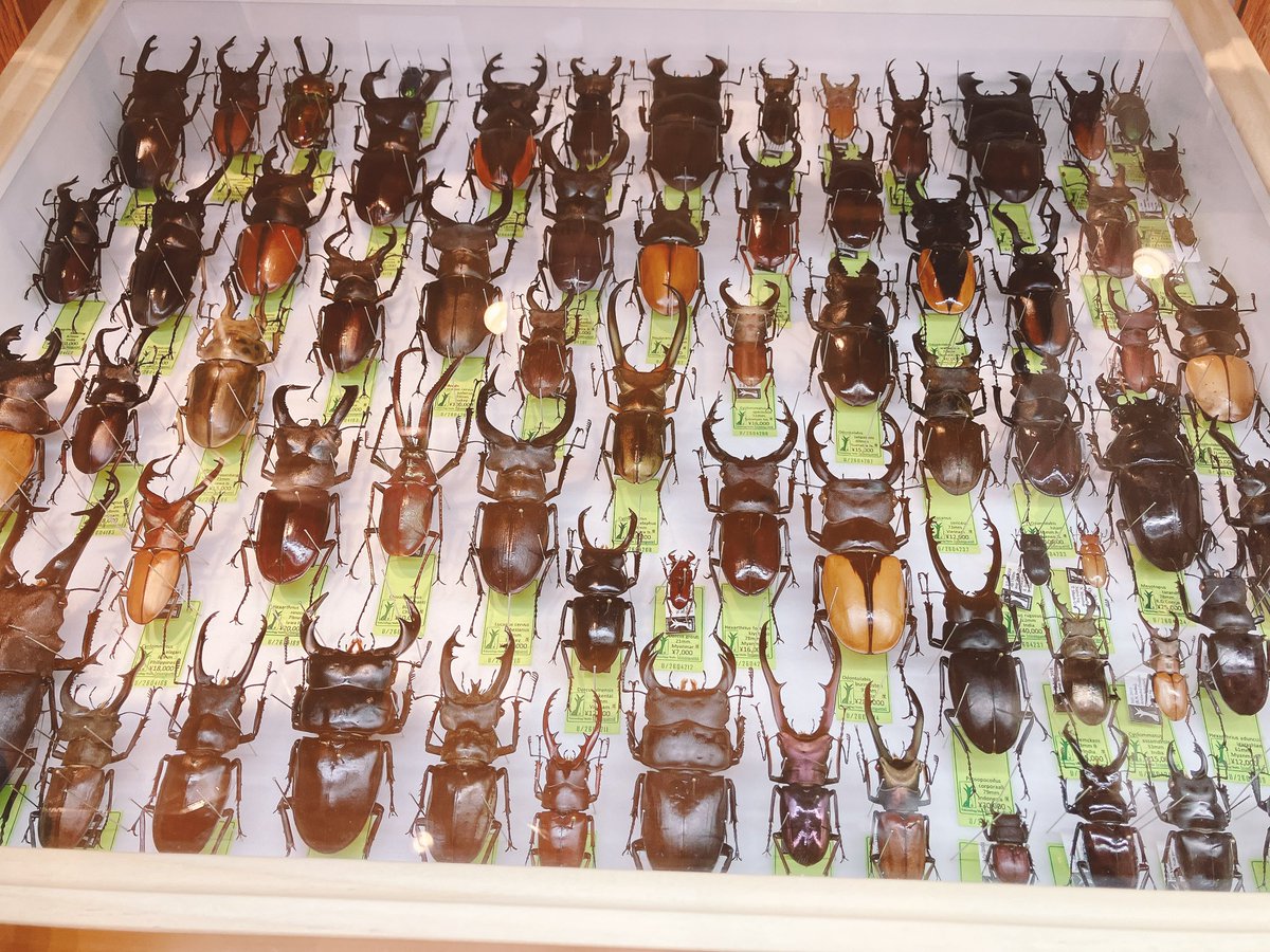 と*！様 昆虫標本セット ダークブラウンフレーム 昆虫グッズだけではなく、本物(昆虫標本)もたっっっくさんご用意して