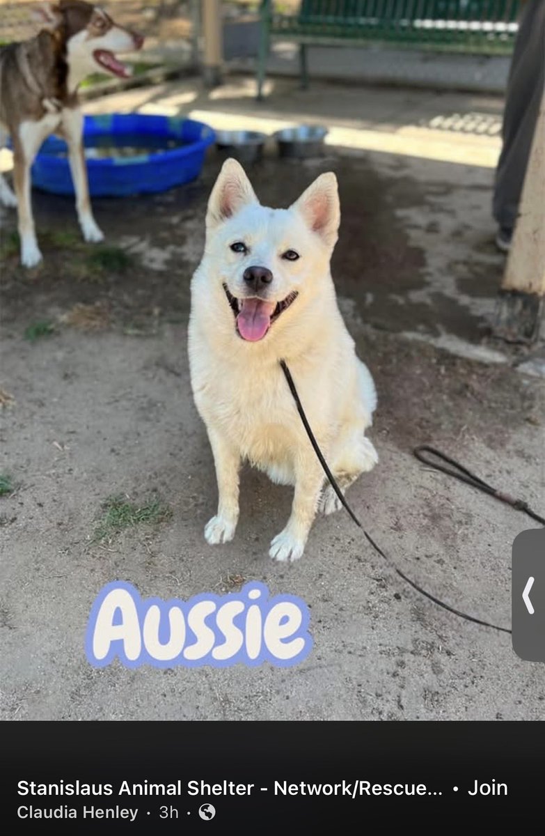 luv2laugh12's tweet photo. Please save Aussie! 🙏
Beautiful 2 yo Australian shepherd, 38 lbs. 
He is set to be 💉on Monday 7/13 at 6:30 a.m. at Stanislaus Animal Services Agency in Modesto, CA. 😳

He was originally a foster return because he was too much for a senior citizen in the adoptive home. He has now been returned by second adopter basically because they “didn’t have time for him.” They said he is good with all people, children and dogs, but is not good with cats.