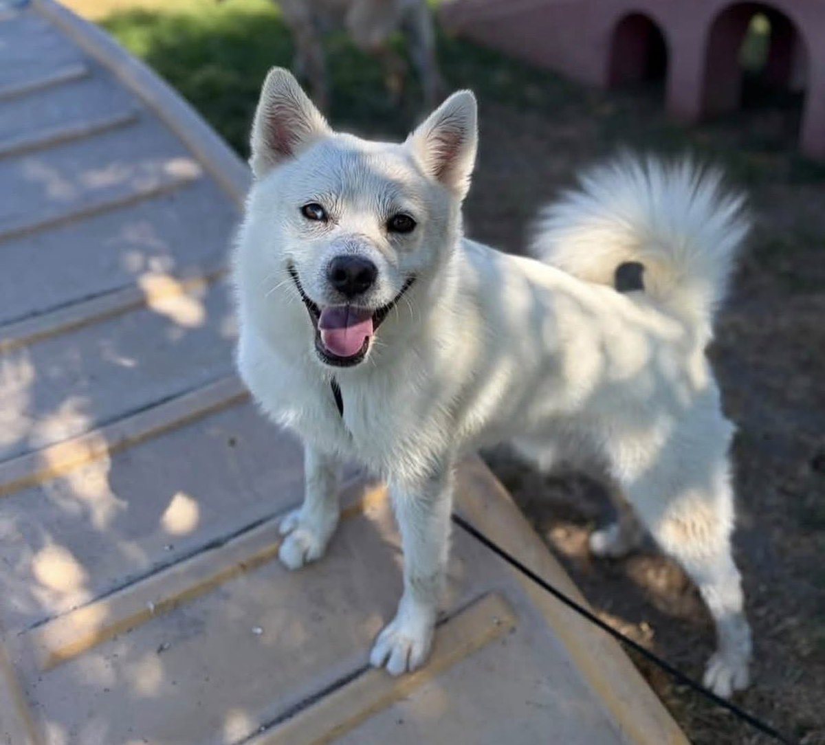 luv2laugh12's tweet photo. Please save Aussie! 🙏
Beautiful 2 yo Australian shepherd, 38 lbs. 
He is set to be 💉on Monday 7/13 at 6:30 a.m. at Stanislaus Animal Services Agency in Modesto, CA. 😳

He was originally a foster return because he was too much for a senior citizen in the adoptive home. He has now been returned by second adopter basically because they “didn’t have time for him.” They said he is good with all people, children and dogs, but is not good with cats.