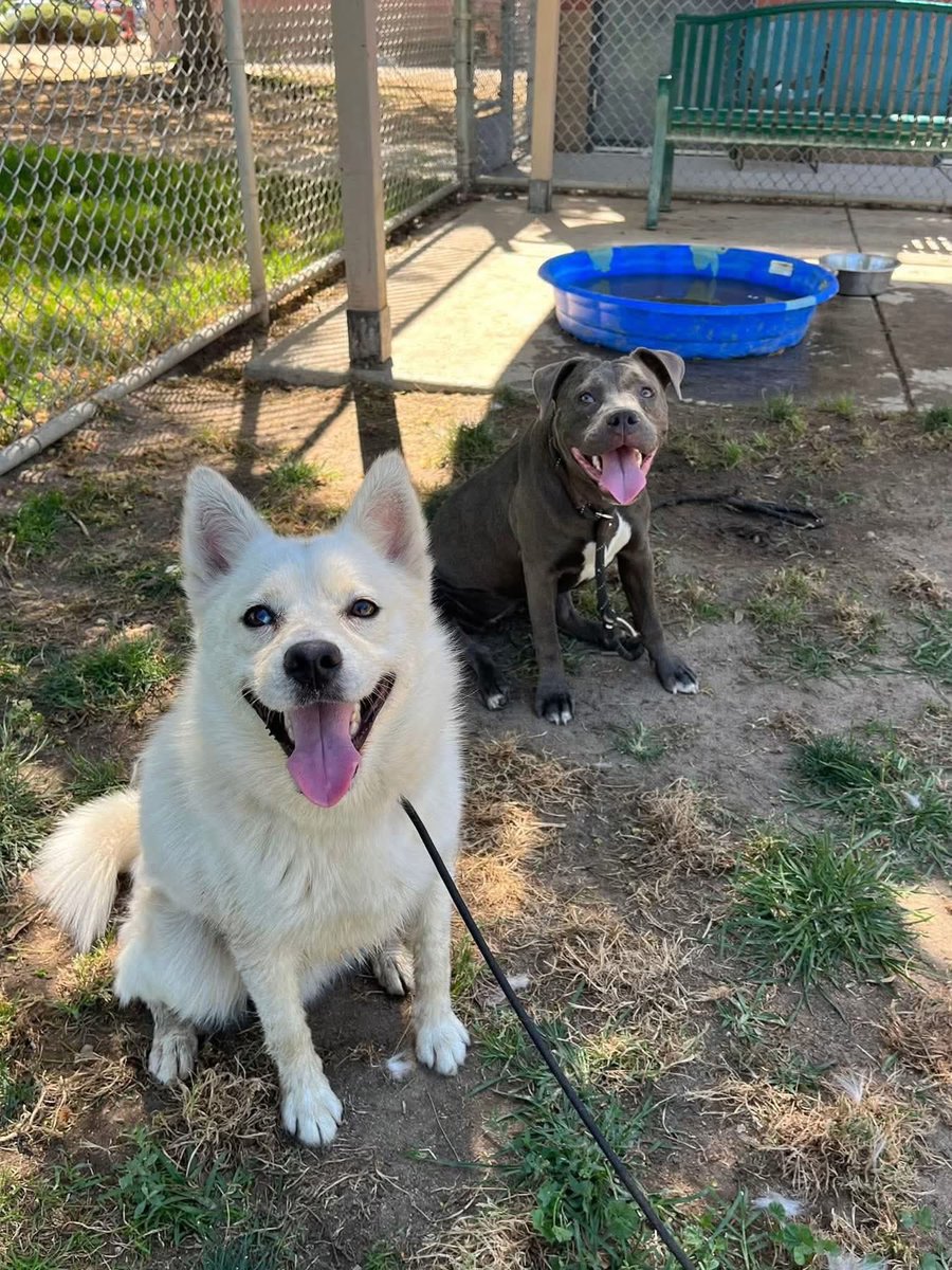 luv2laugh12's tweet photo. Please save Aussie! 🙏
Beautiful 2 yo Australian shepherd, 38 lbs. 
He is set to be 💉on Monday 7/13 at 6:30 a.m. at Stanislaus Animal Services Agency in Modesto, CA. 😳

He was originally a foster return because he was too much for a senior citizen in the adoptive home. He has now been returned by second adopter basically because they “didn’t have time for him.” They said he is good with all people, children and dogs, but is not good with cats.