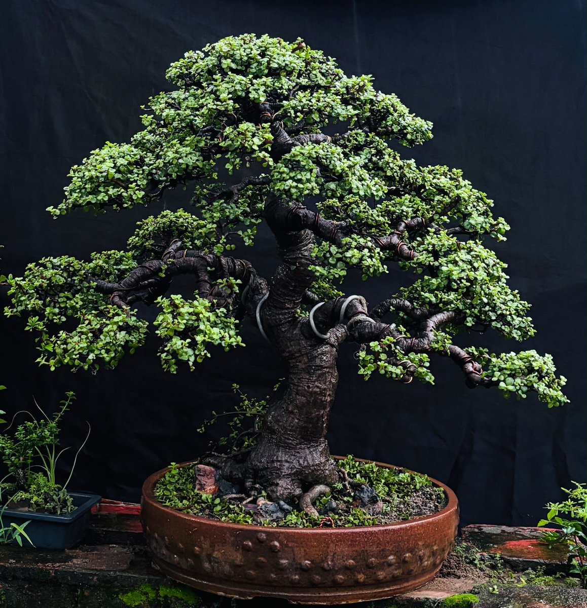 IBA_Bonsai's tweet photo. Jade
#bonsai #bonsaitree #bonsailove #bonsaiart #bonsailife
Artist : Mr Zubair https://t.co/XzX0LqKTZ0